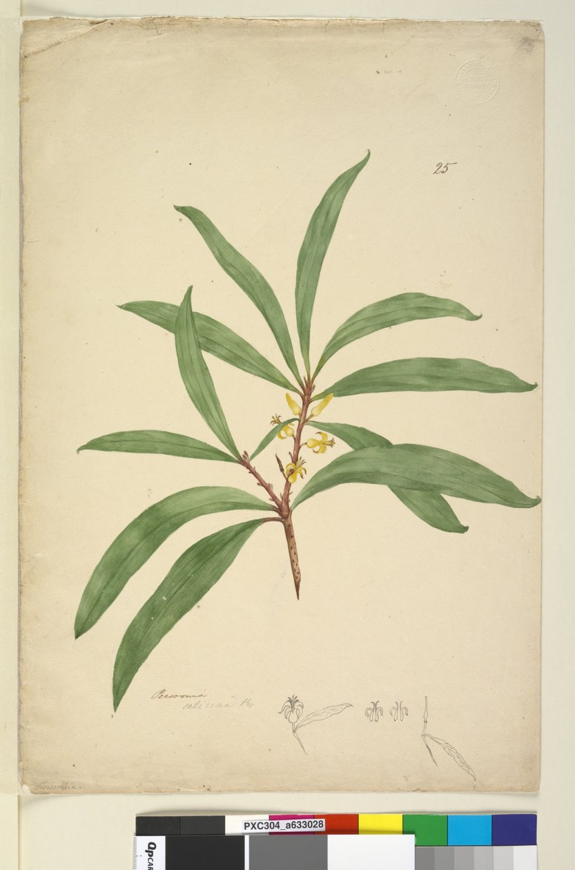 Página 25. Persoonia salicina de John William Lewin