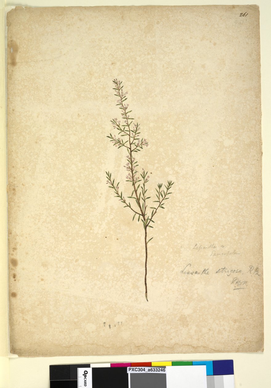 Página 261. Lissanthe strigosa de John William Lewin