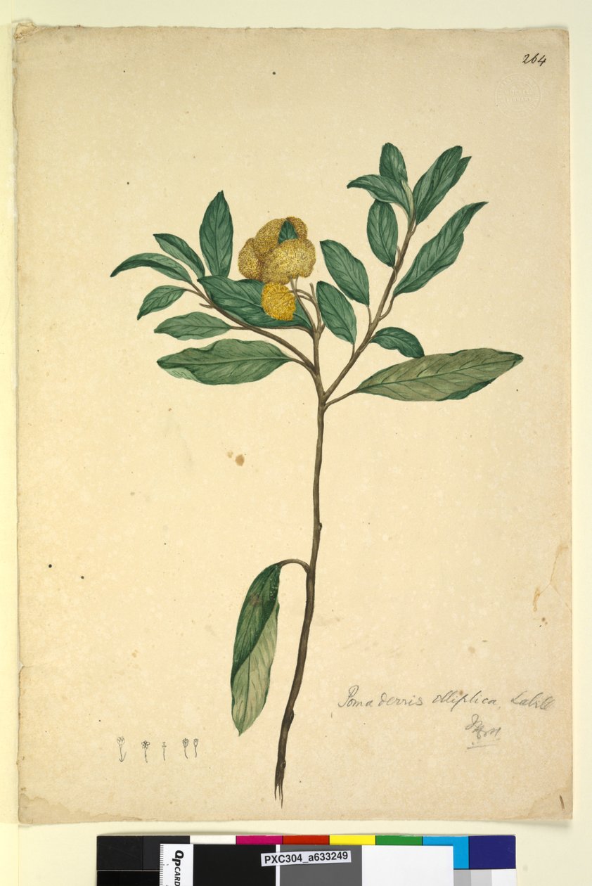 Página 264. Pomaderris elliptica de John William Lewin