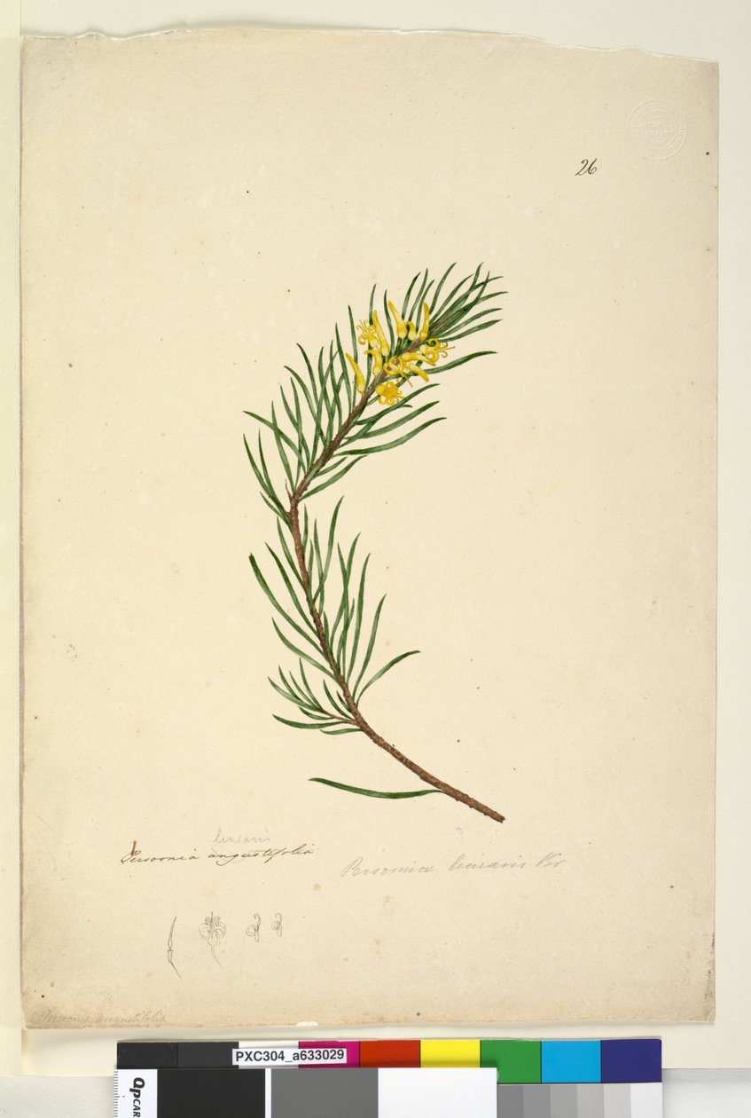 Página 26. Persoonia linearis de John William Lewin