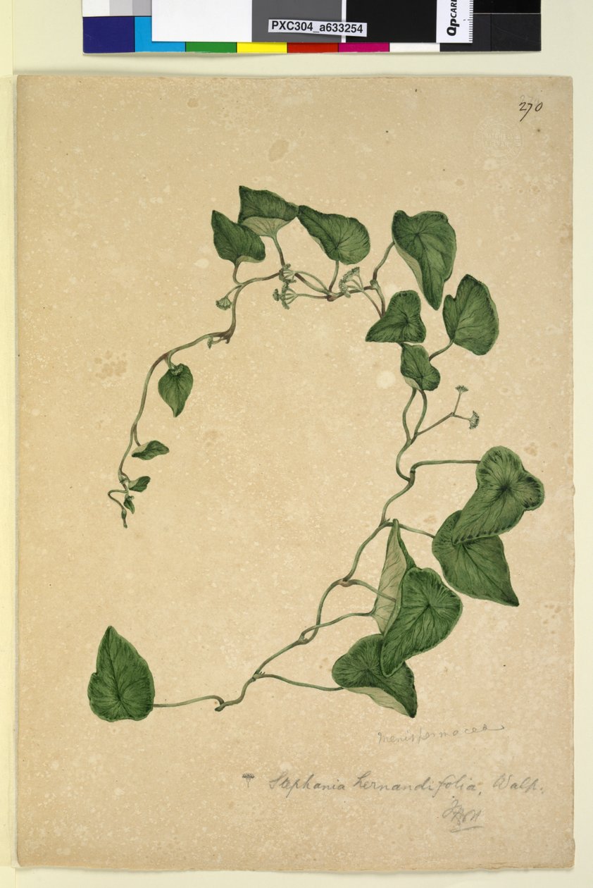 Página 270. Stephania hernandiaefolia de John William Lewin
