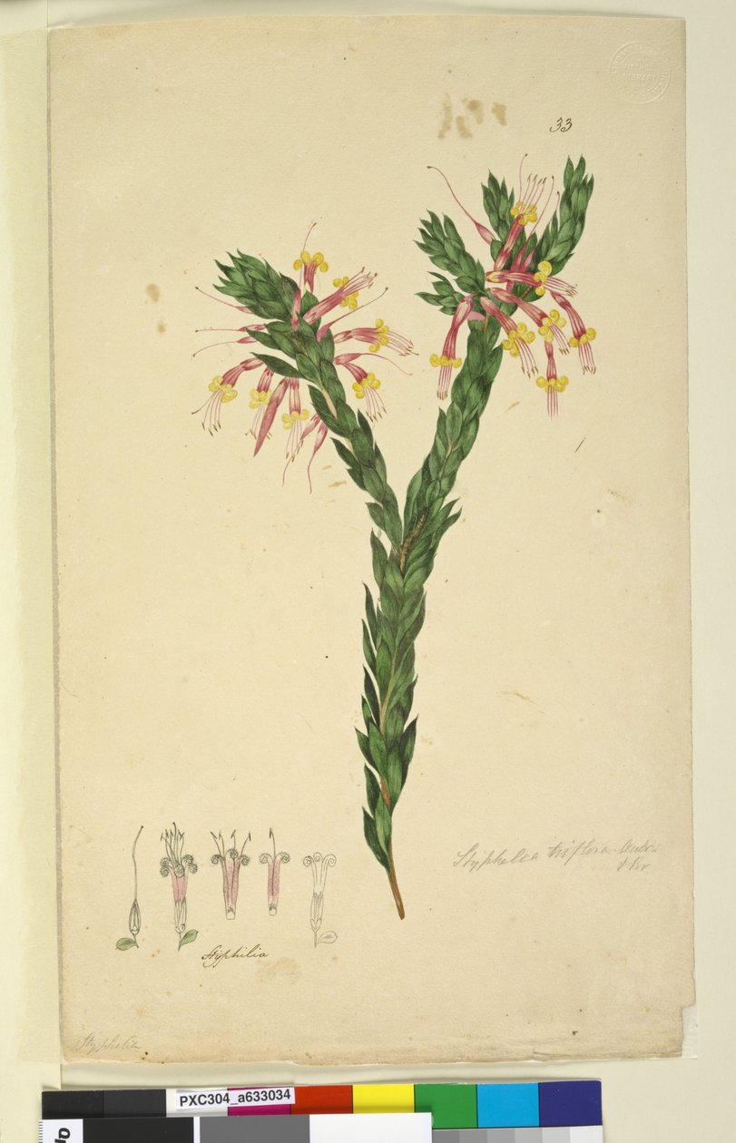 Página 33. Styphelia triflora de John William Lewin