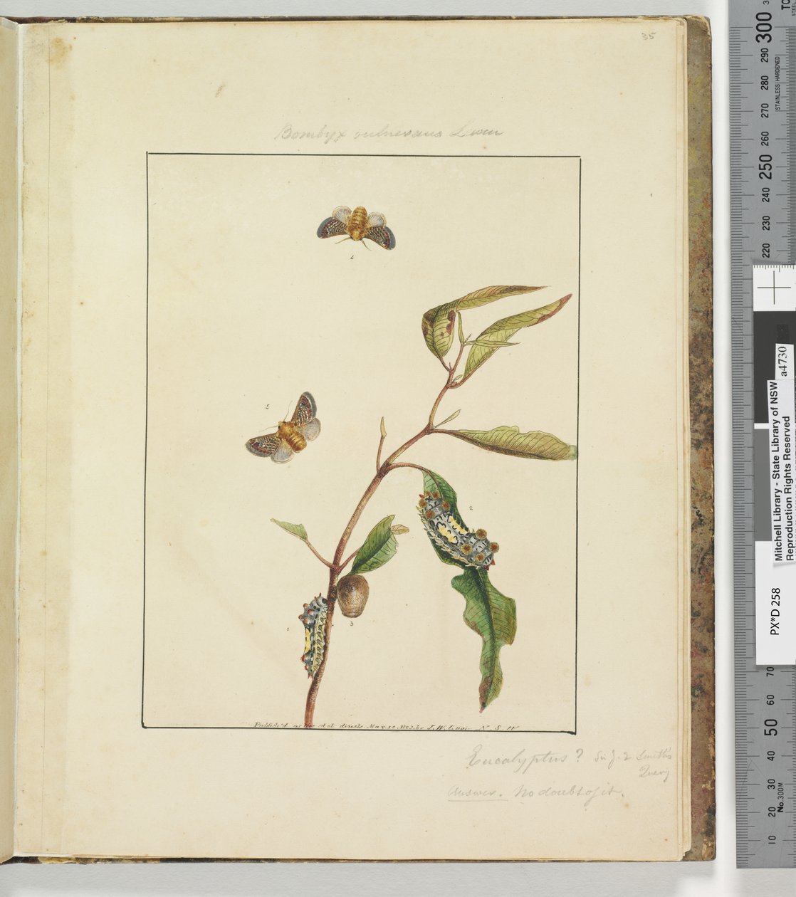 Página 35. Pl.9 Bombyx Vulnerans Lewin de John William Lewin
