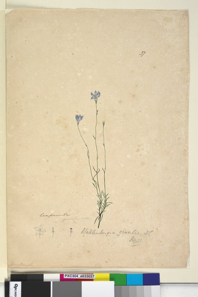 Página 37. Wahlenbergia gracilis de John William Lewin
