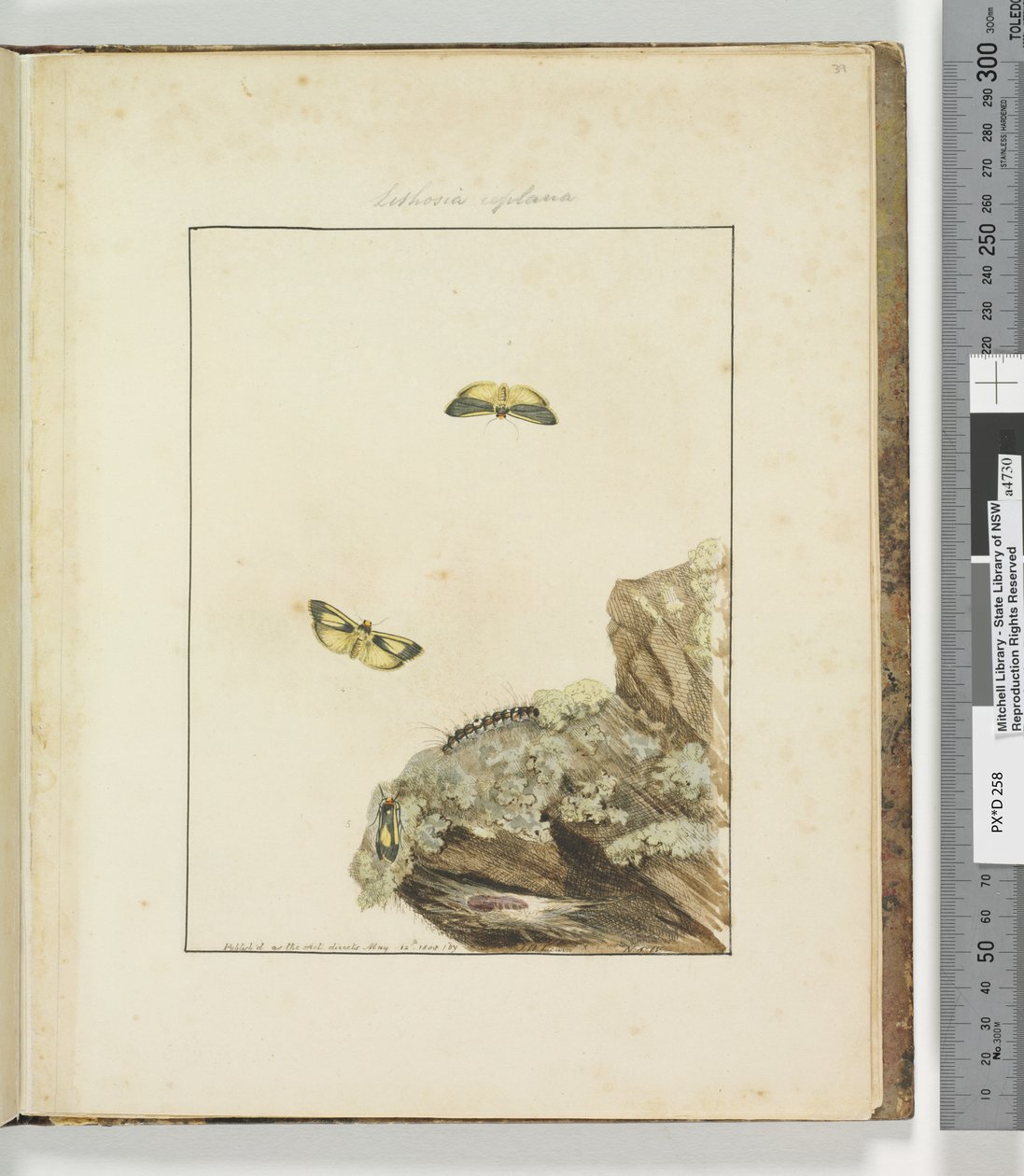 Página 39. Placa 10 Lithosa Replana, 1803-04 de John William Lewin