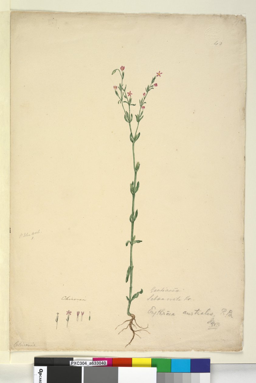 Página 40. Erythraea australis de John William Lewin