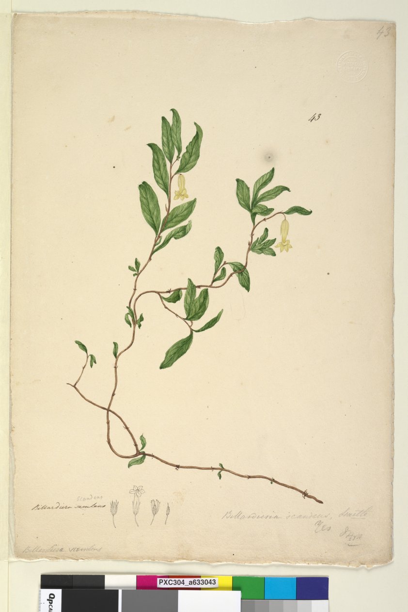 Página 43. Billardiera scandens de John William Lewin