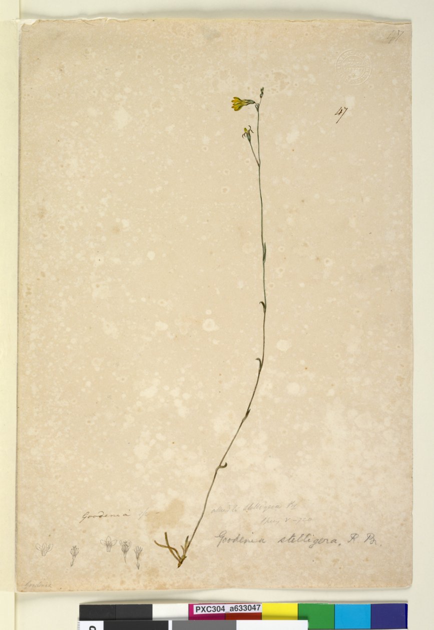 Página 47. Goodenia stelligera, c.1803-06 de John William Lewin