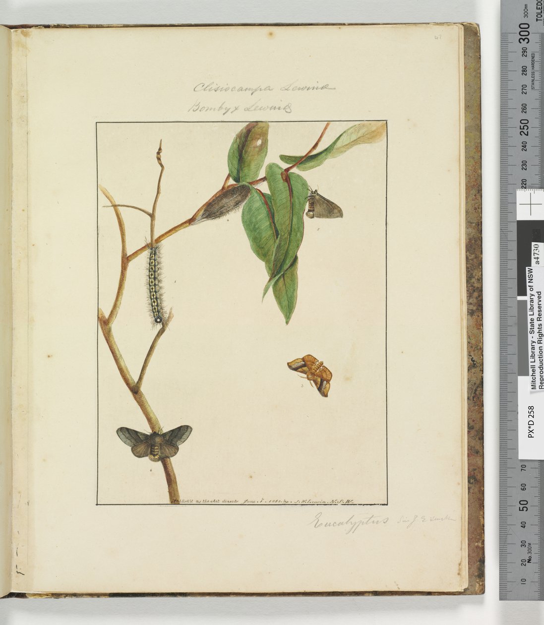 Página 47. Pl.12 Clisiocampa Lewinae Bombyx Lewinae de John William Lewin