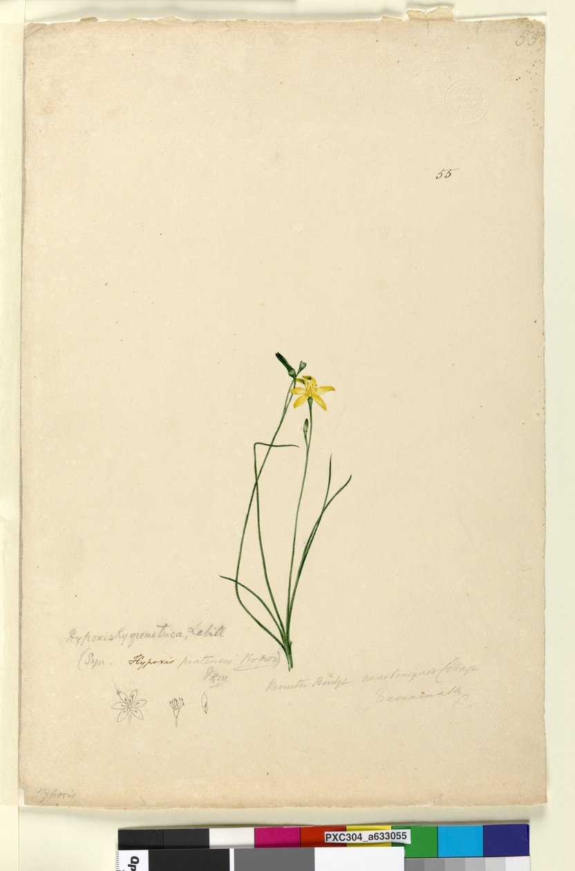 Página 55. Hypoxis hygrometrica de John William Lewin