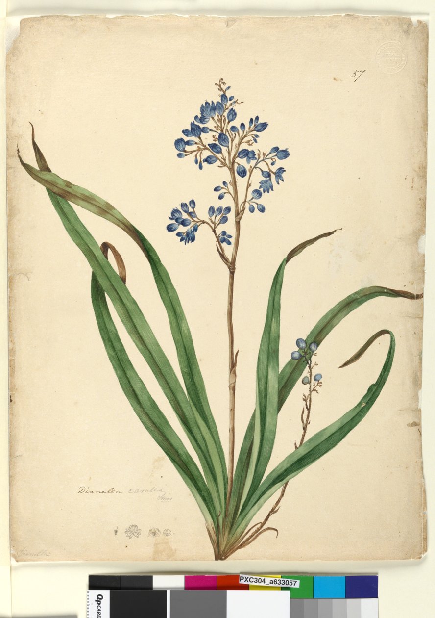 Página 57. Dianella caerulea de John William Lewin
