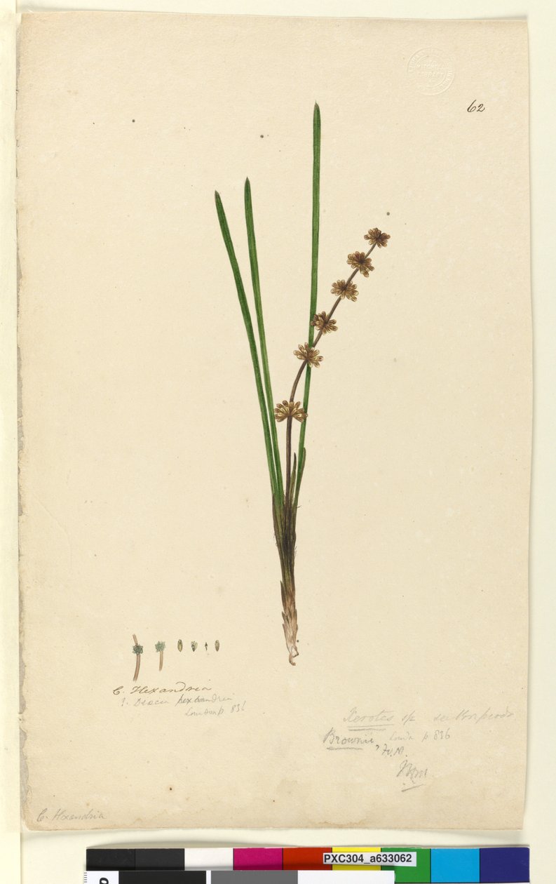 Página 62. Xerotes Lomandra multiflora de John William Lewin