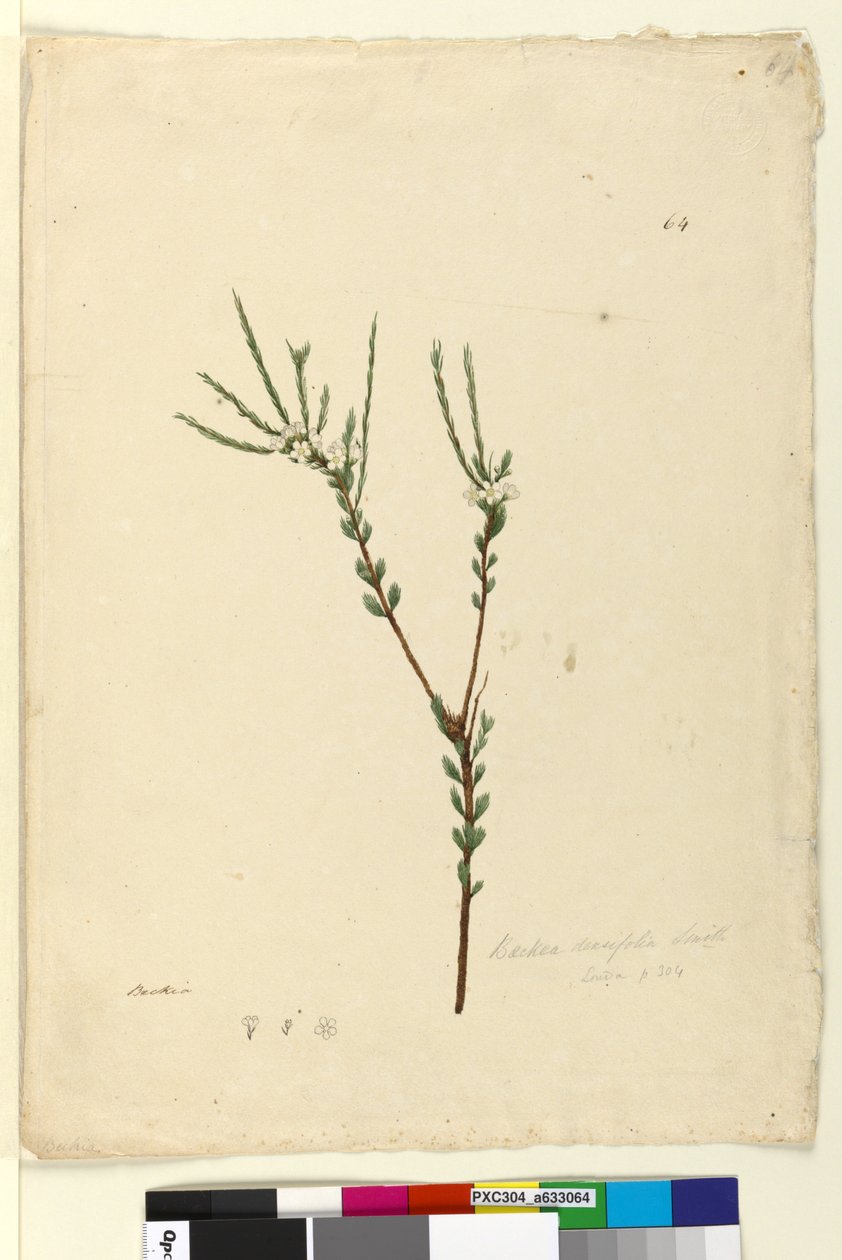 Página 64. Baeckea densifolia de John William Lewin