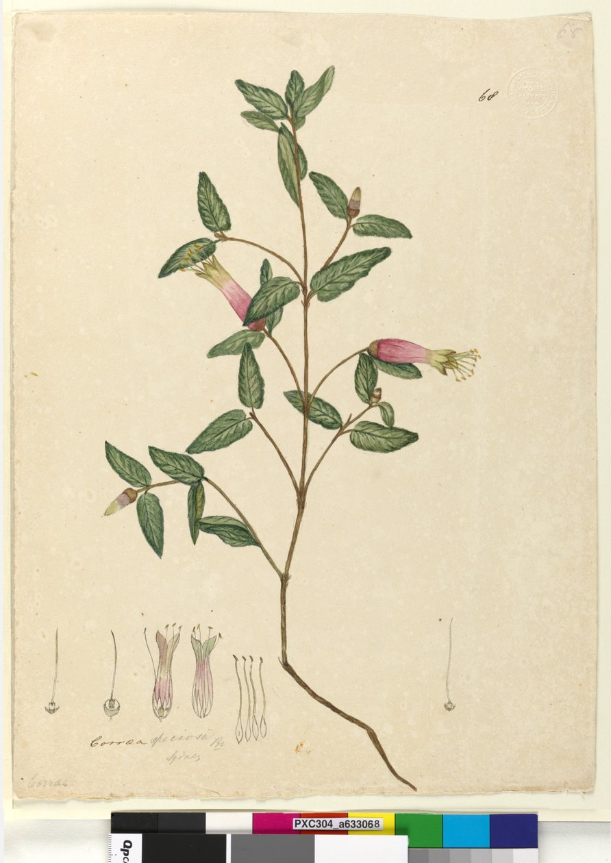 Página 68. Correa speciosa de John William Lewin
