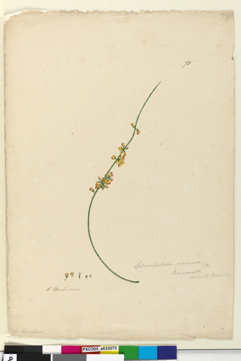 Página 75. Sphaerolobium vimineum de John William Lewin