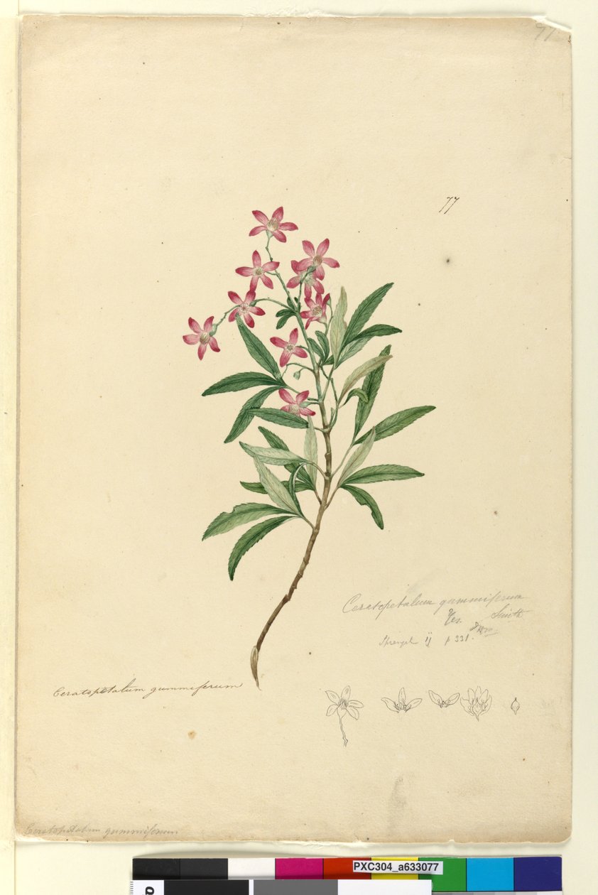 Página 77. Ceratopetalum gummiferum de John William Lewin