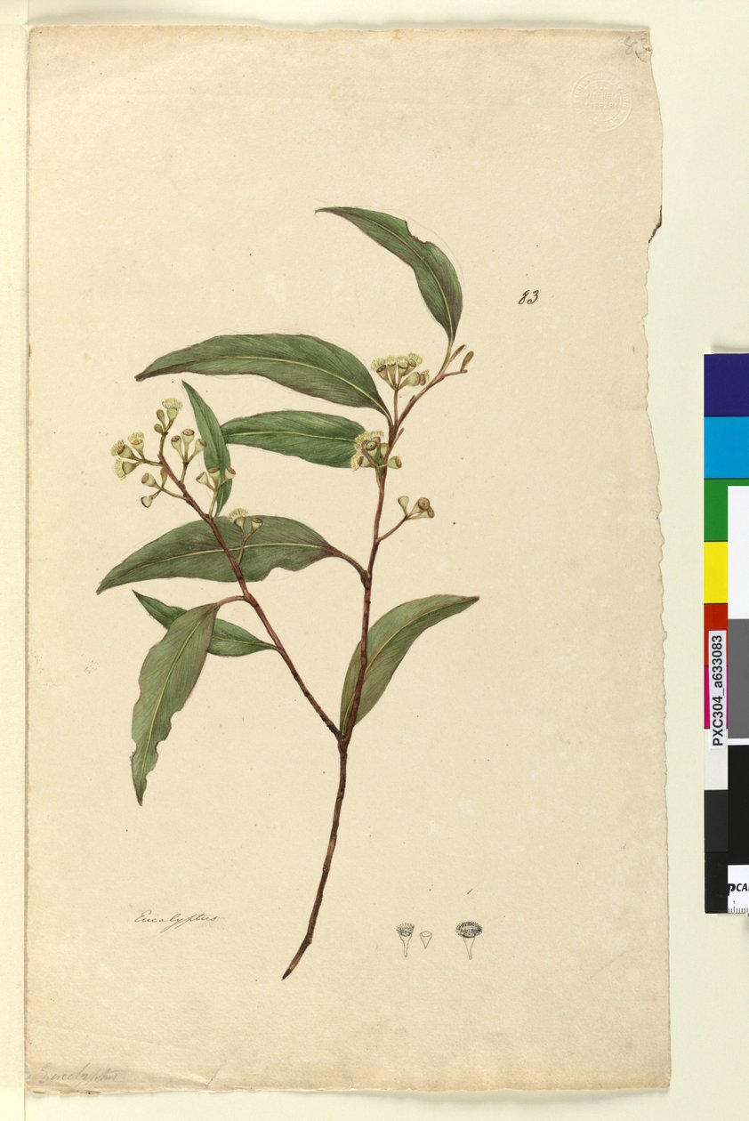 Página 83. Eucalyptus de John William Lewin
