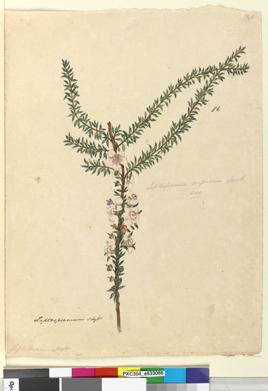 Página 86. Leptospermum scoparium de John William Lewin