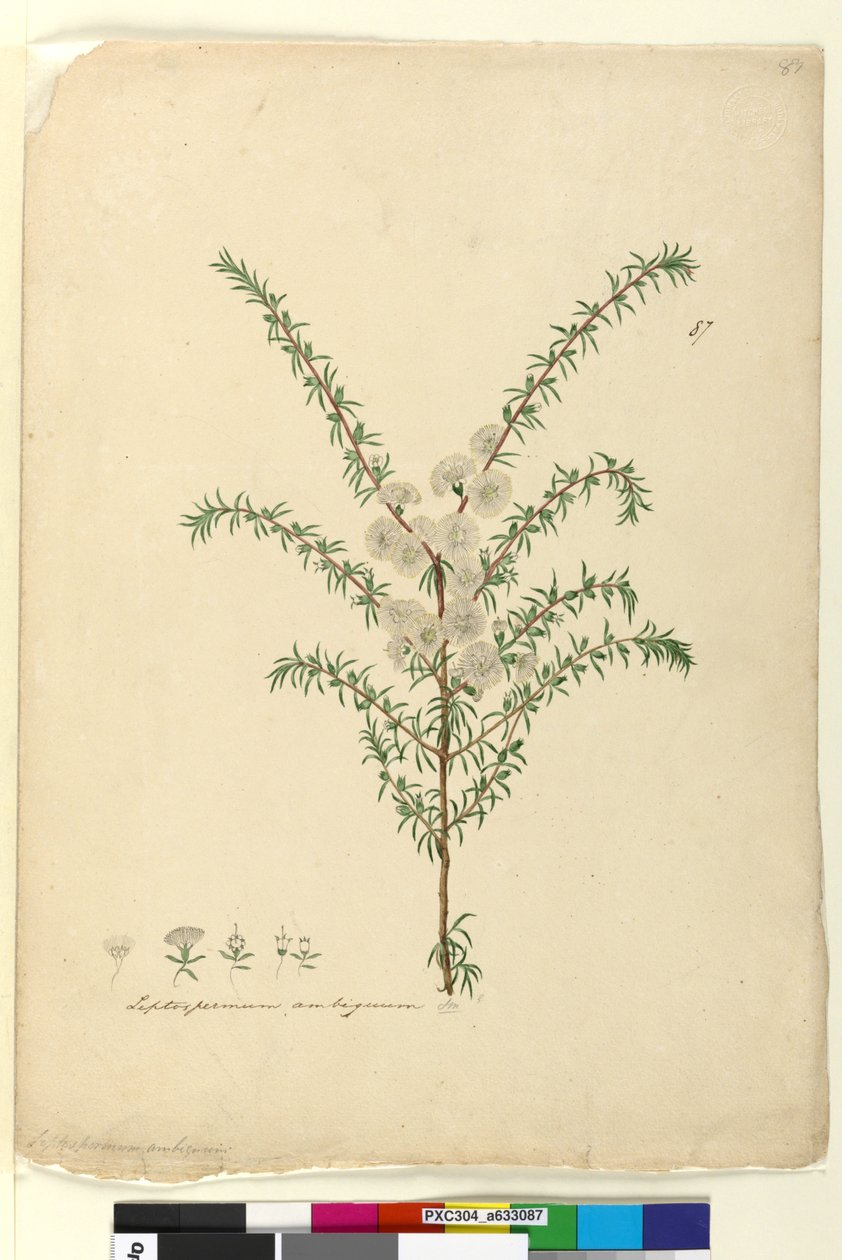 Página 87. Leptospermum ambiguum de John William Lewin