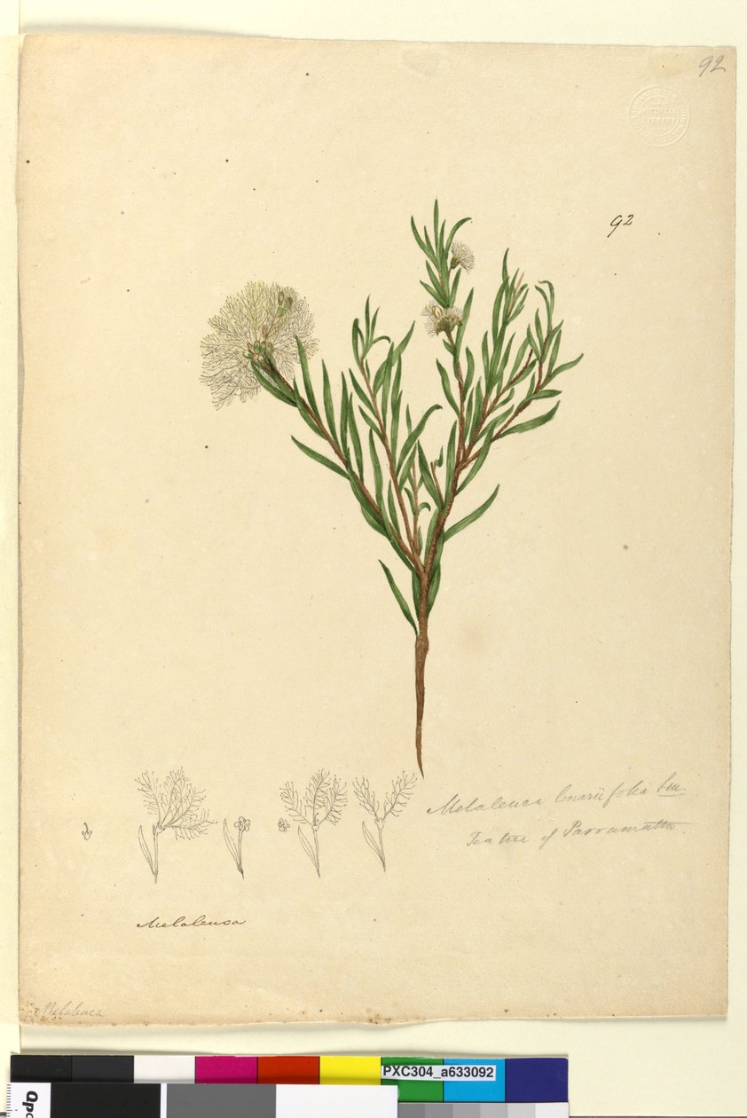 Página 92. Melaleuca linariifolia de John William Lewin