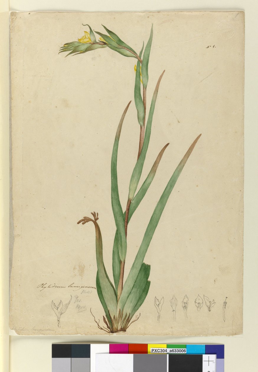 Phylidrum lanuginosum de John William Lewin