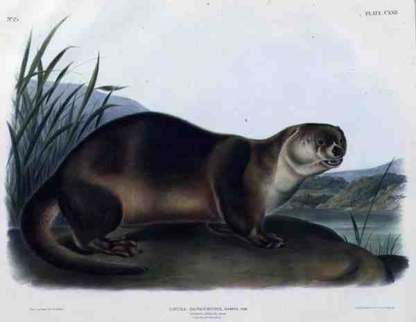 Lutra Canadensis o Lataxina Mollis (Nutria de Canadá), lámina 122 de 
