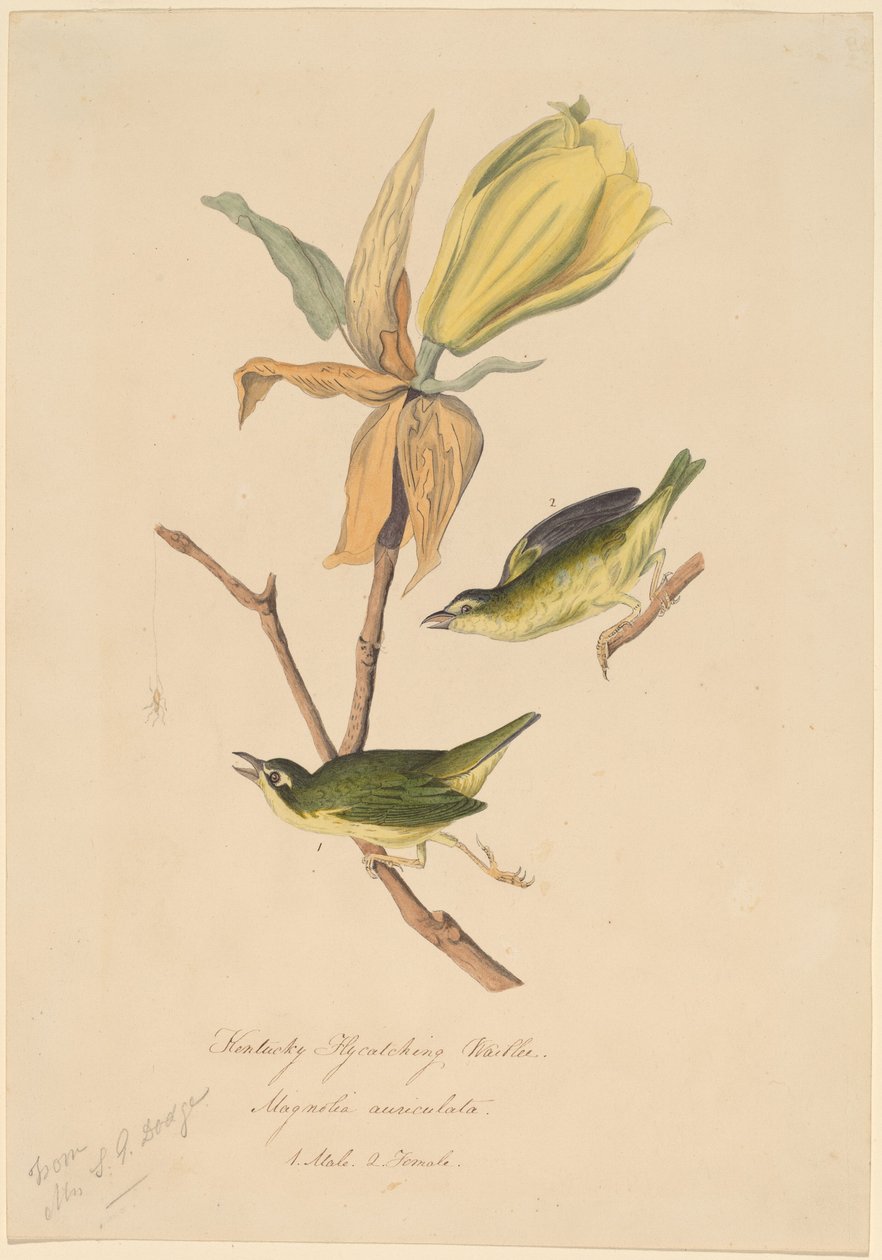 Reinita atrapamoscas de Kentucky de John Woodhouse Audubon