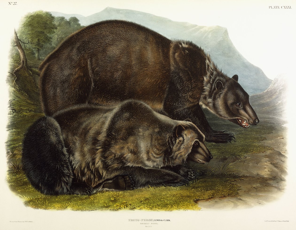 Oso grizzly macho, 1848 de John Woodhouse Audubon