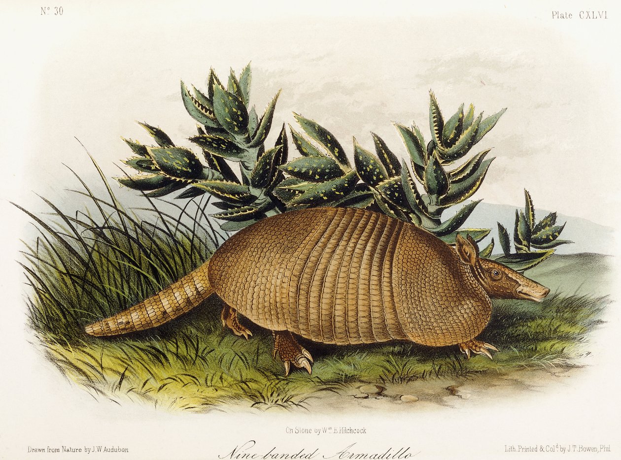 Armadillo de nueve bandas, 1849-1854 de John Woodhouse Audubon