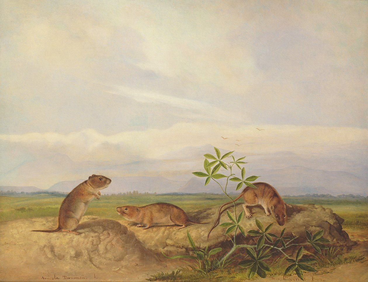 Ratón de pradera de Townsend, ratón de pradera de arroz y rata de arroz de pantano de John Woodhouse Audubon