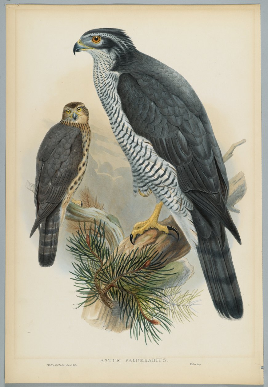 Astur Palumbarius - Azor, dibujado por J. Wolf, grabado por H. C. Richter de John after Gould