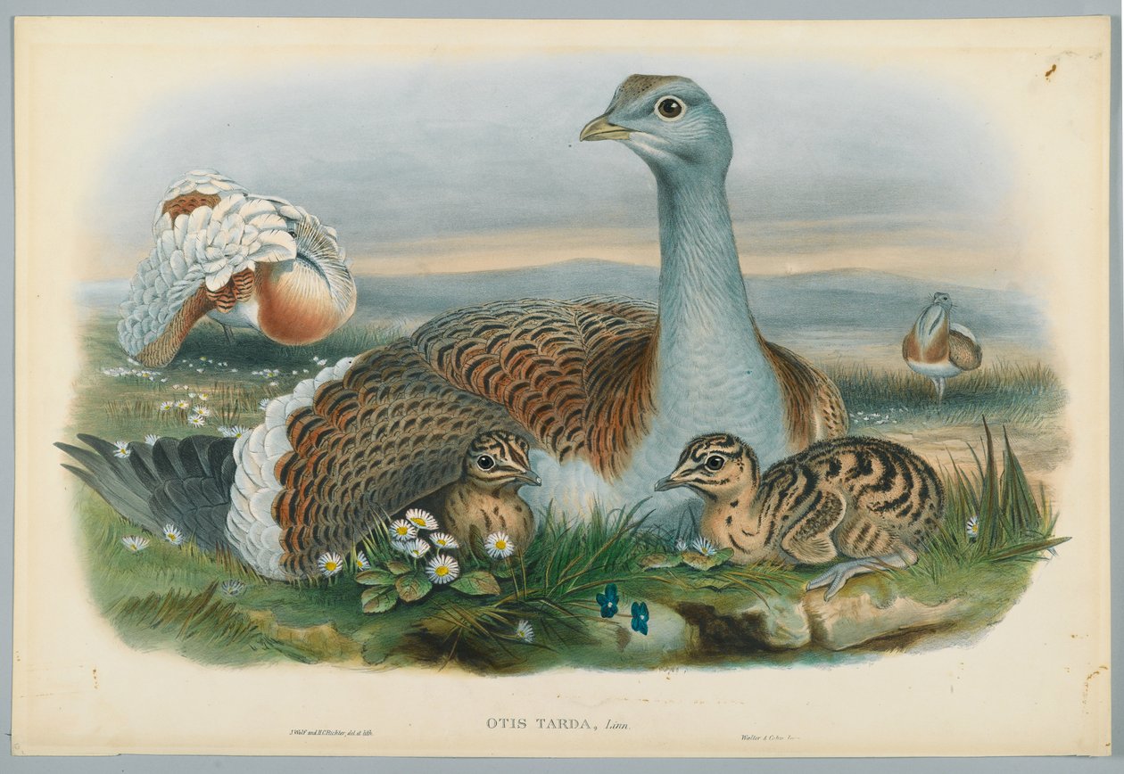 Otis Torda - Avutarda, dibujado por J. Wolf, grabado por H. C. Richter de John after Gould