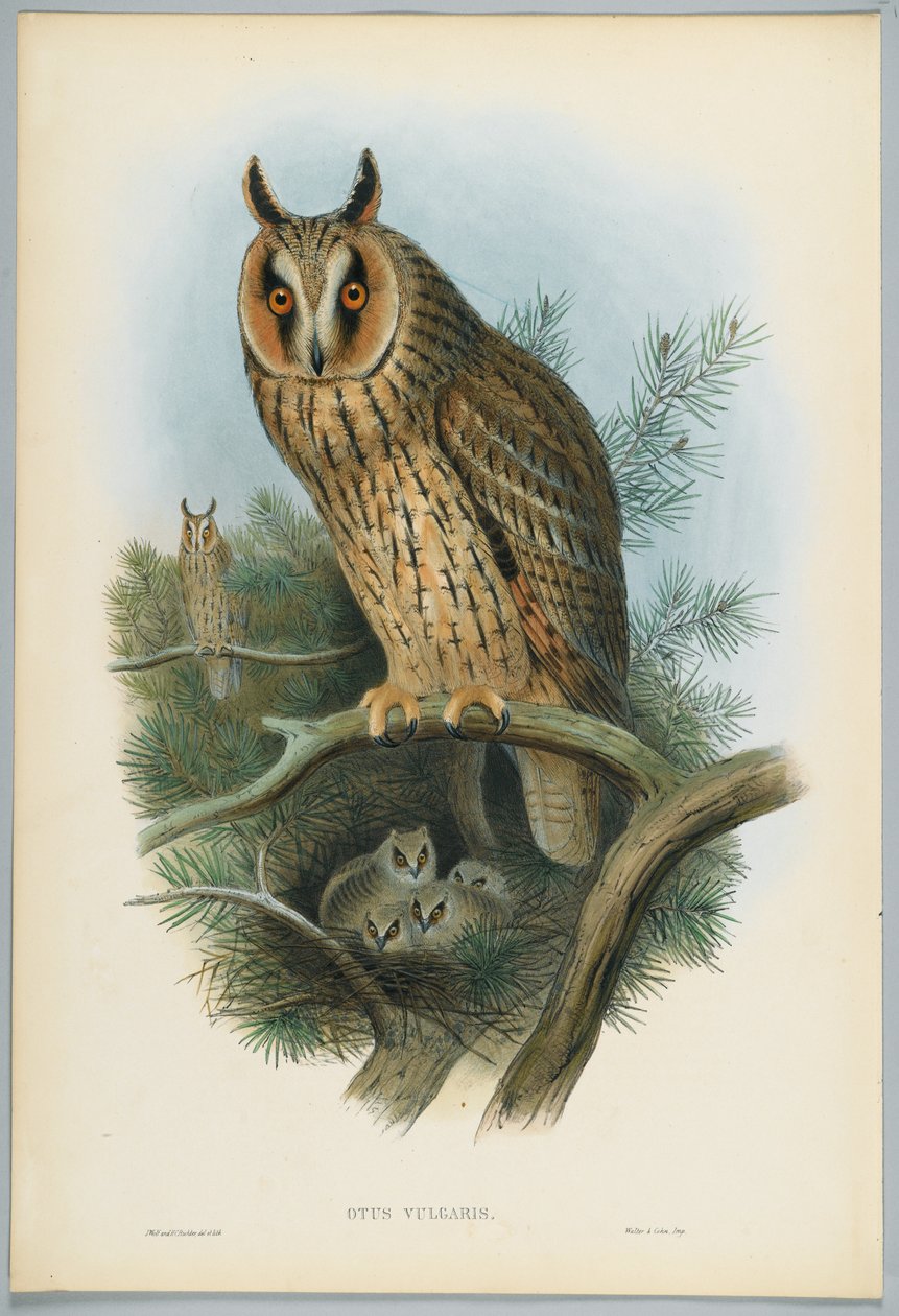 Otus Vulgaris - Búho Chico, dibujado por J. Wolf, grabado por H. C. Richter de John after Gould