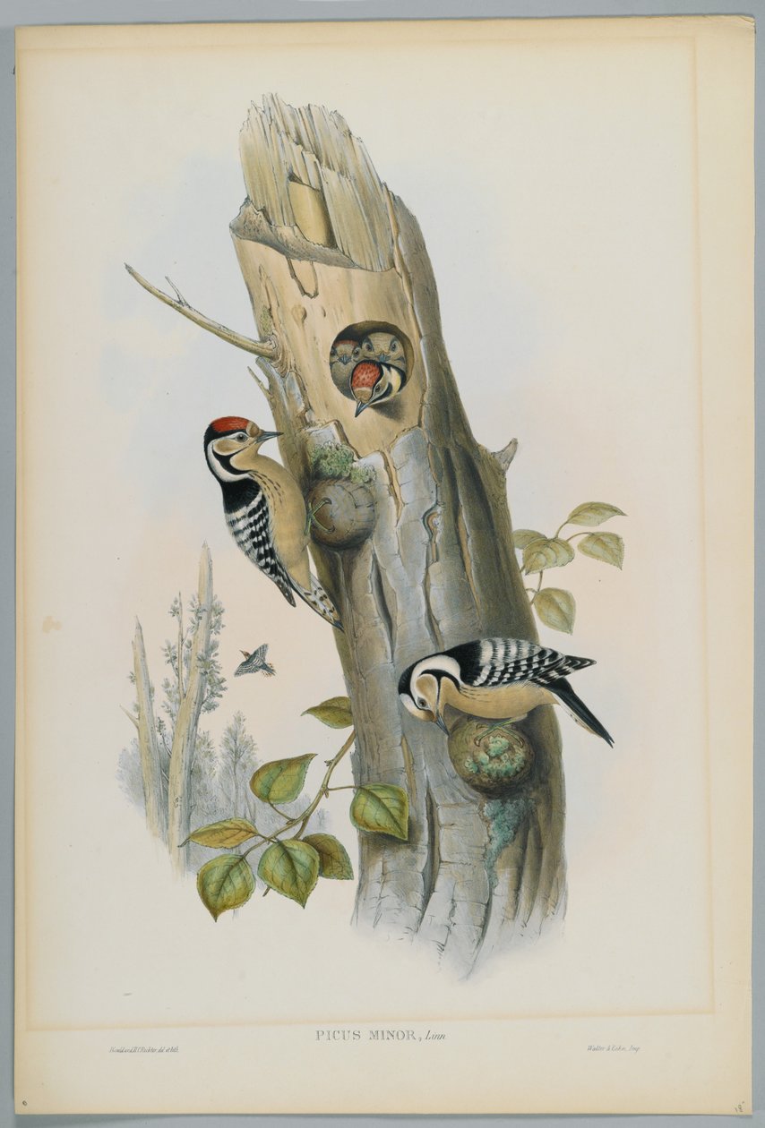 Picus Minor - Pito Real Menor, grabado por H. C. Richter de John after Gould