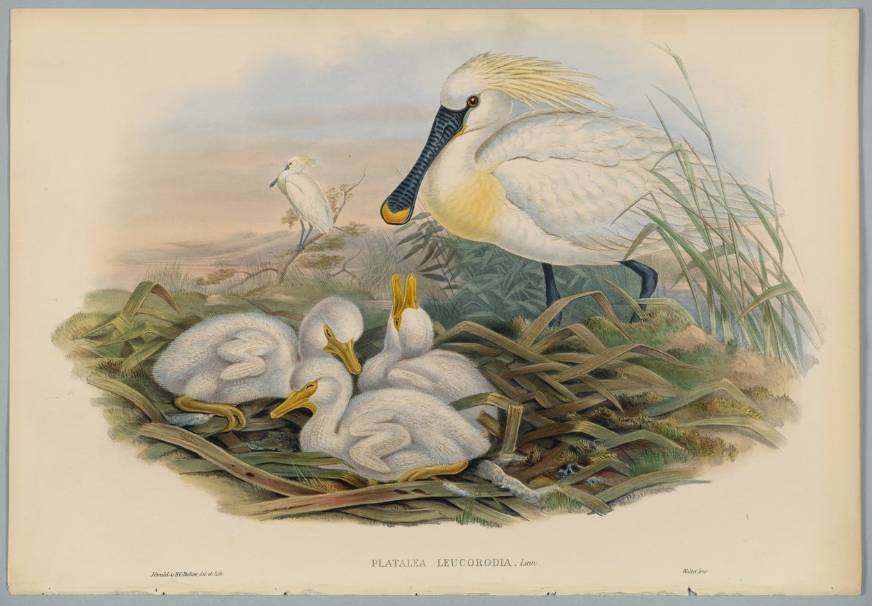 Platalea Leucorodia - Espátula y Cría, grabado por H. C. Richter de John after Gould