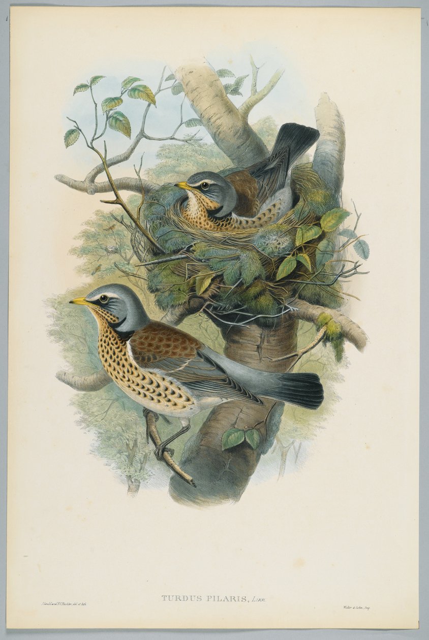 Turdus Pilarus - Zorzal Real, grabado por H. C. Richter de John after Gould