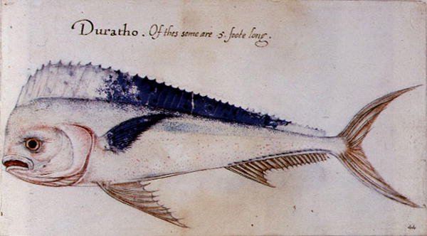 Dorado de John after White