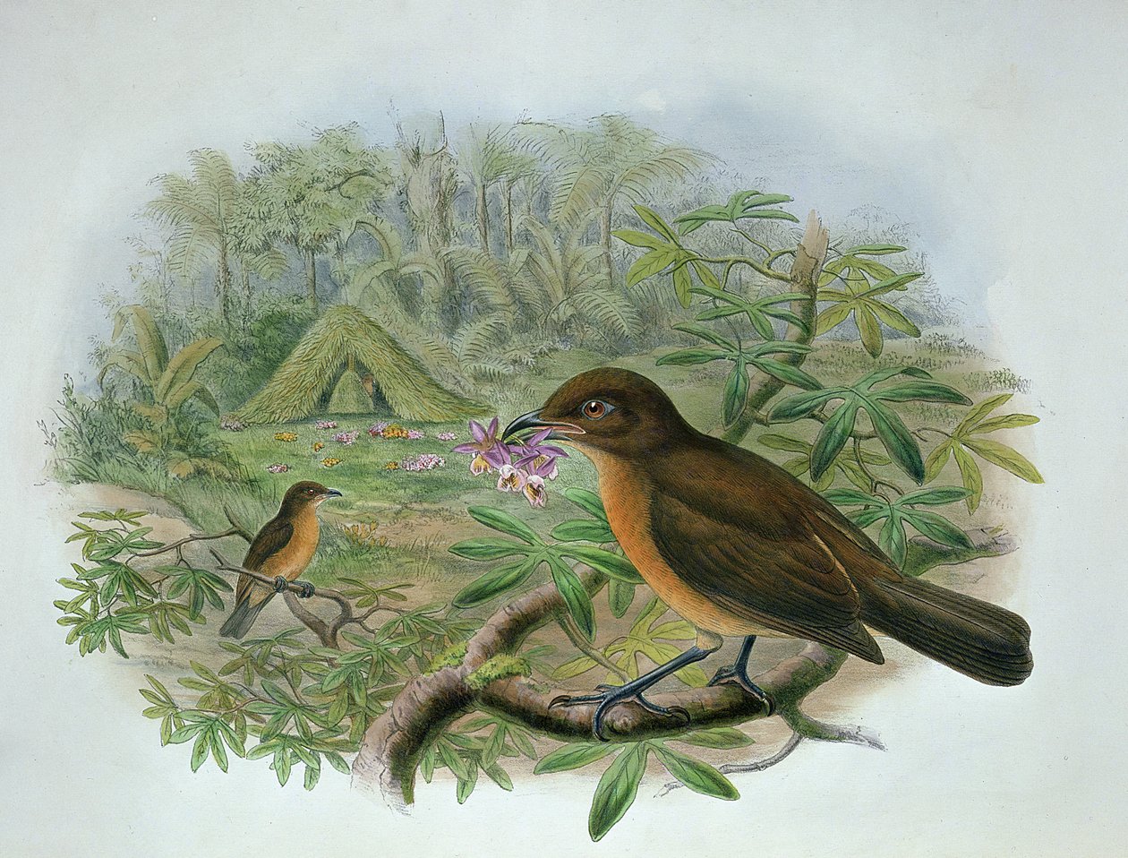 Amblyornis Inornatus, Pájaro Jardinero de Vogelkop de John and Hart, William Gould