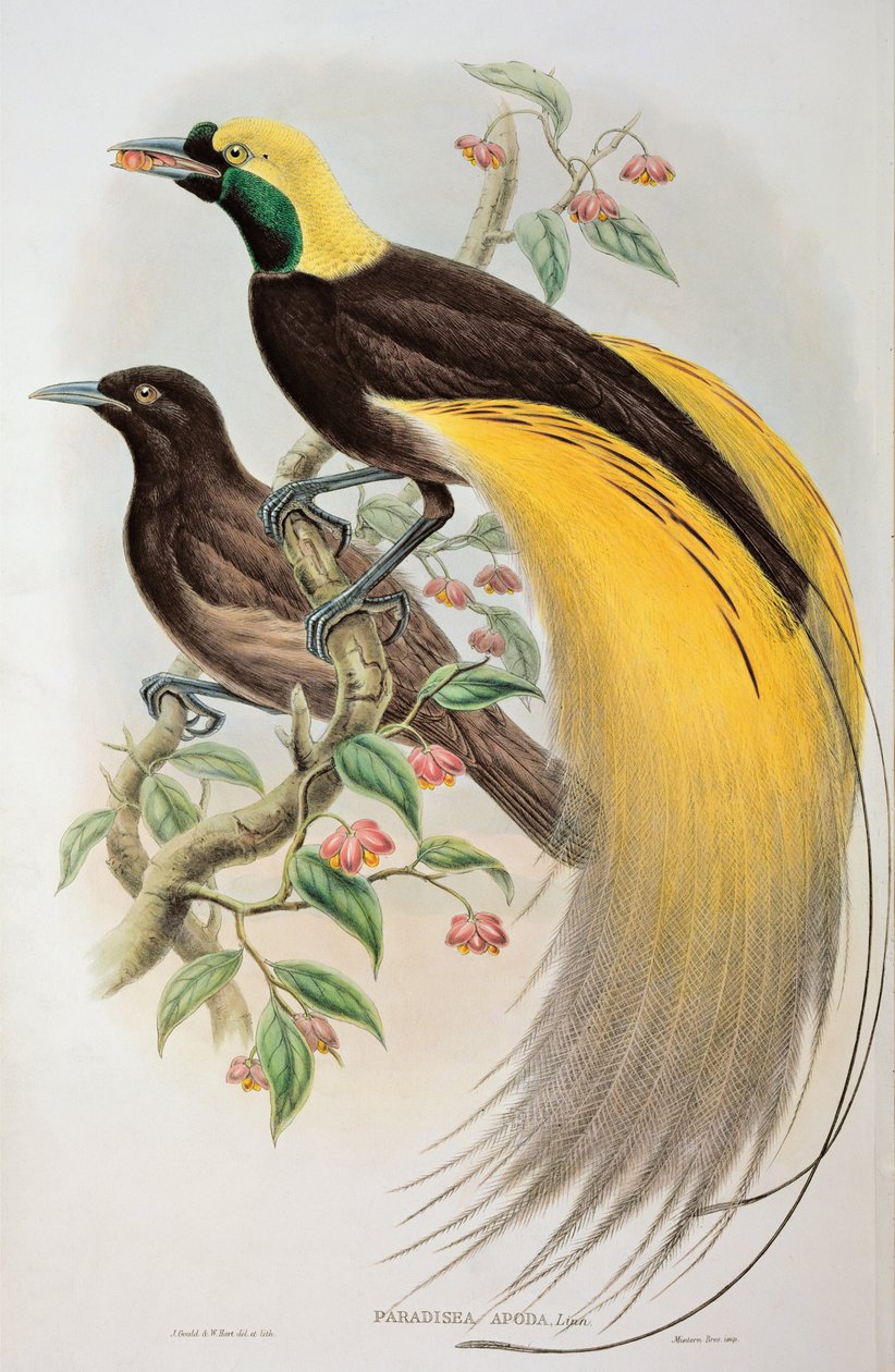 Ave del Paraíso: Mayor, Paradisaea Apoda de John and Hart, William Gould