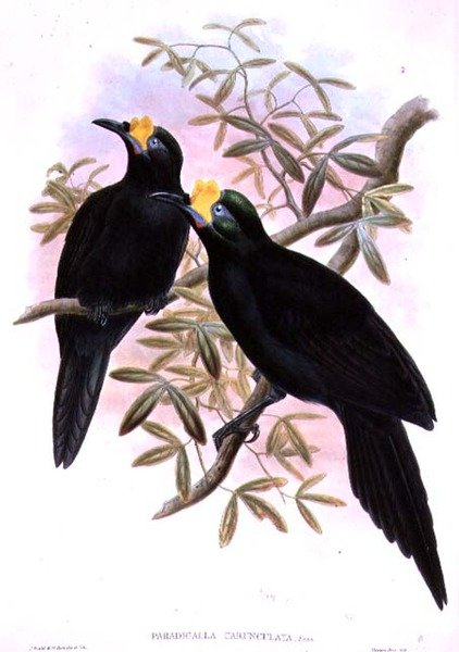 Paradigalla Carunculata de John and Hart, William Gould