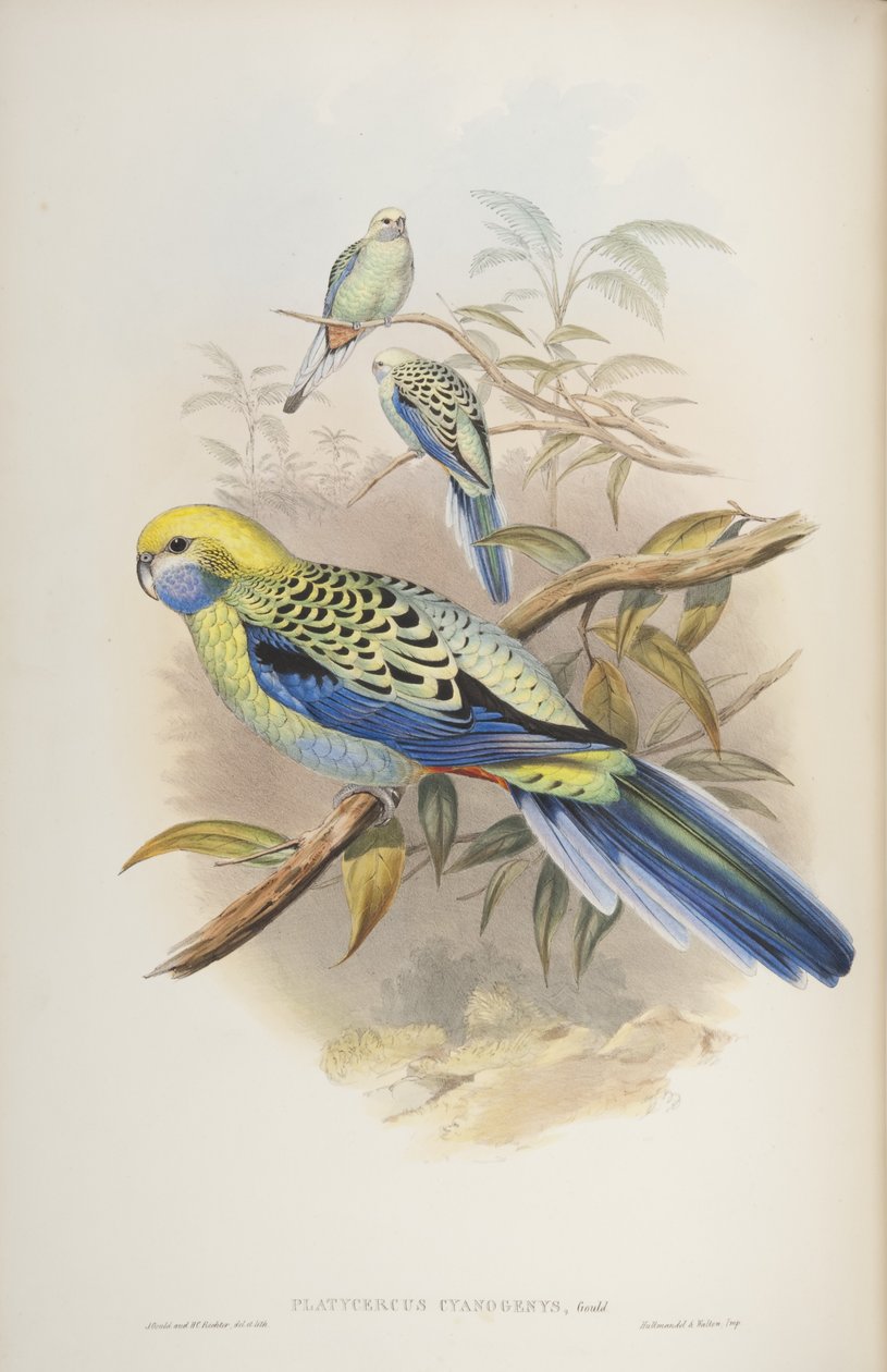Platycerus cyanogenus, de The Birds of Australia por John Gould, 1840 de John and Richter Gould