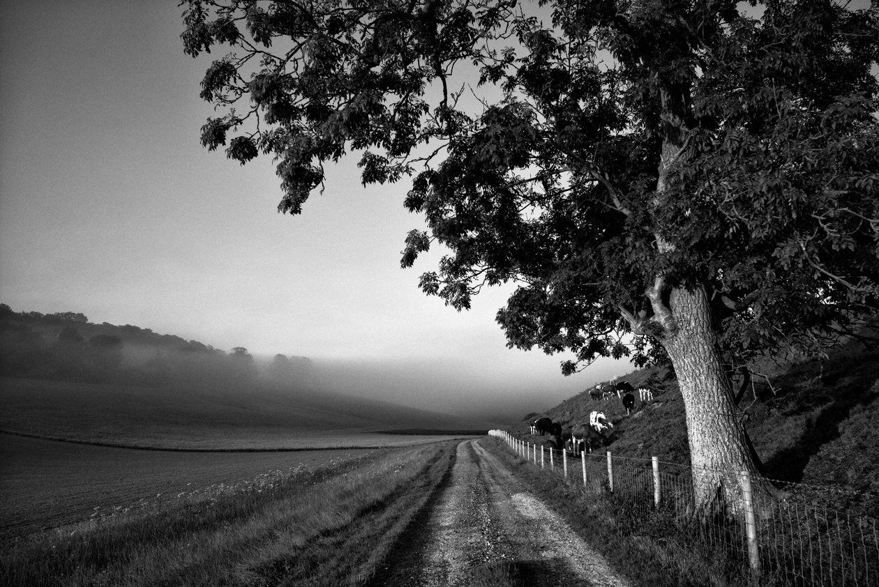 The Goodwood Estate en West Sussex, Reino Unido, 2019 (foto) de Jon Nicholson