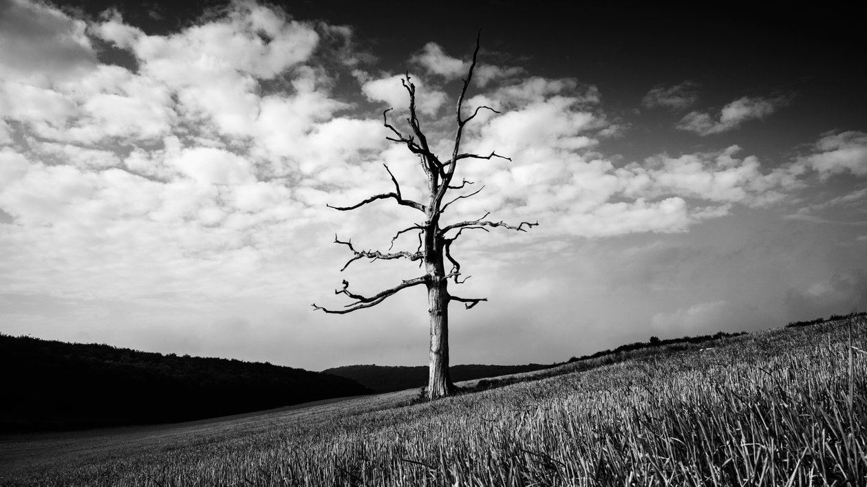  de Jon Nicholson