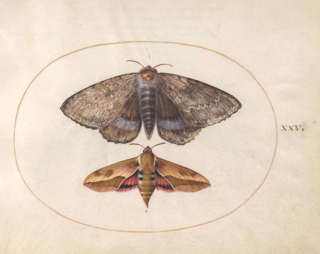 Polilla de alas inferiores azules y esfinge de las euforbias (lámina 25 de Ignis) de Joris Hoefnagel