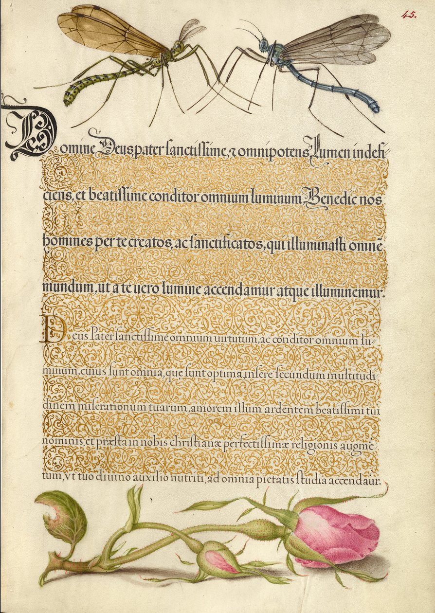 Mosca de la grulla, insecto y rosa francesa de Joris Hoefnagel