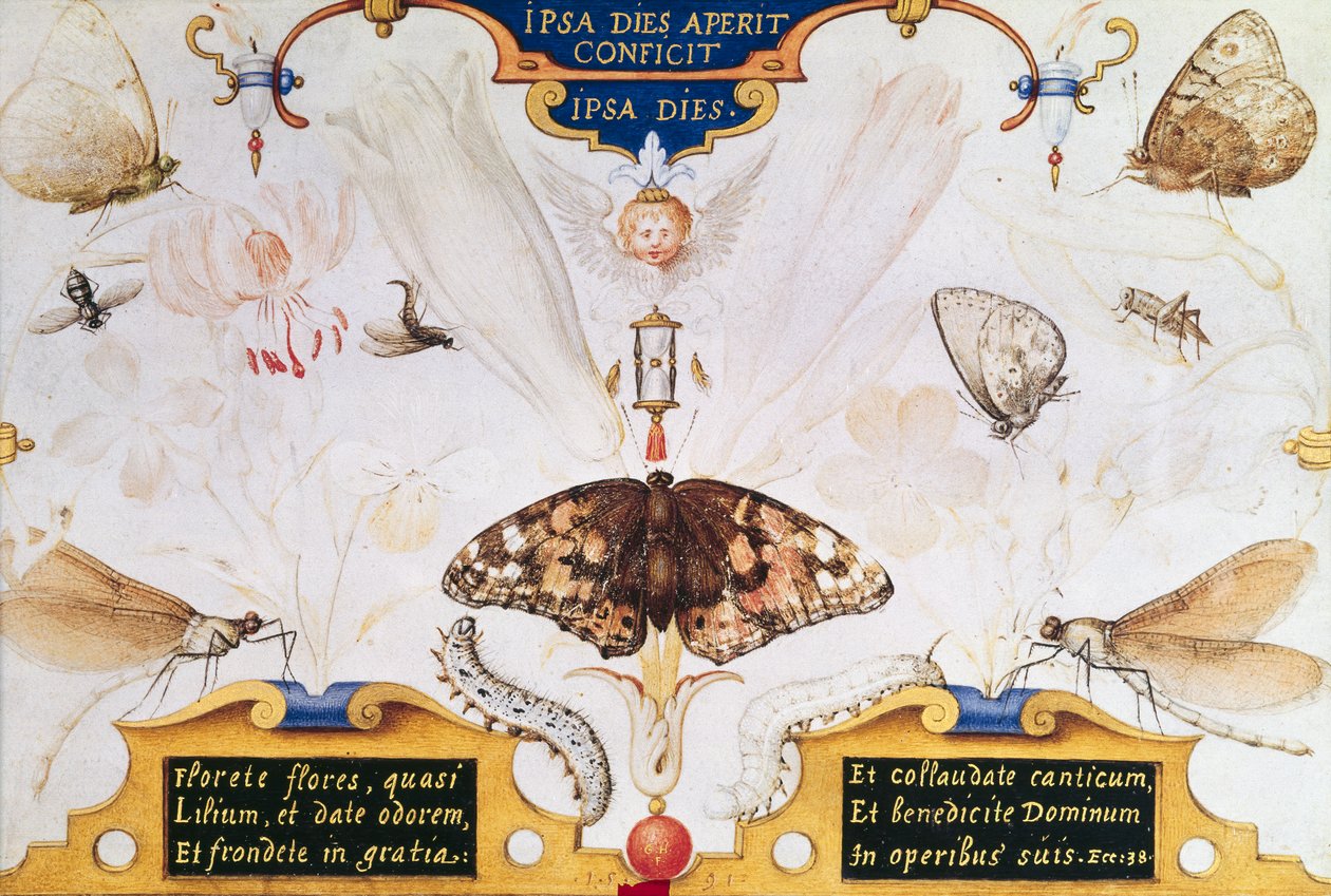 Díptico con flores e insectos, 1591 de Joris Hoefnagel