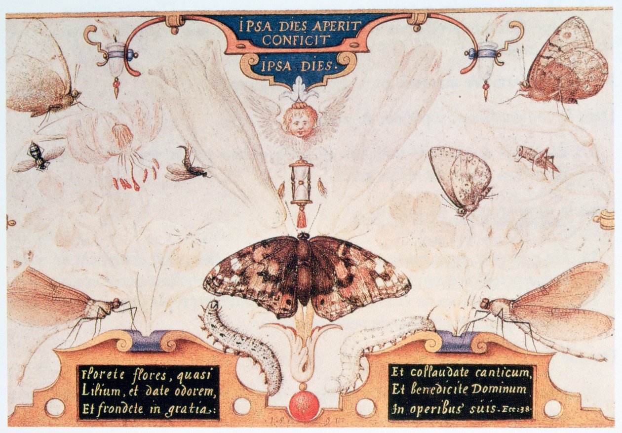 Díptico con flores e insectos, 1591 de Joris Hoefnagel