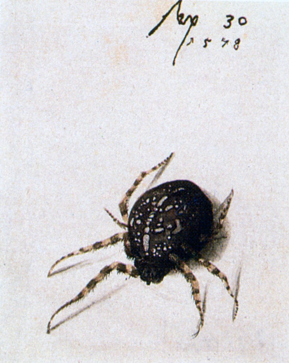 Araña hembra, 1578 de Joris Hoefnagel