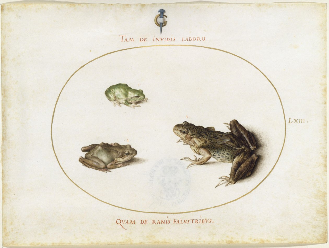 Ranas, lámina LXIII (serie grabada I, 7) de Joris Hoefnagel