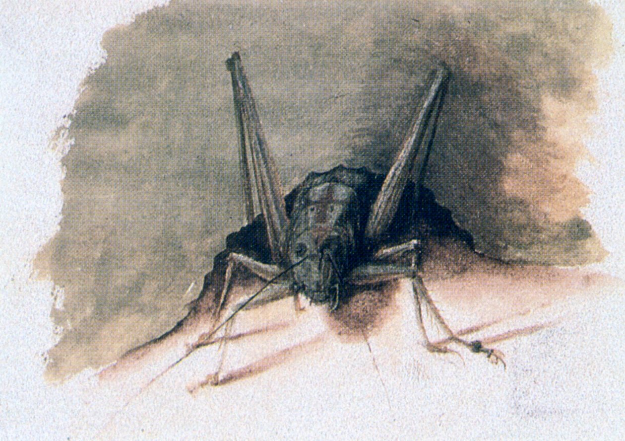 Saltamontes verde, siglo XVI de Joris Hoefnagel